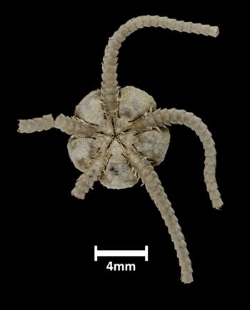 Media type: image;   Invertebrate Zoology OPH-3498 Description: Underside view of single ophiuroid specimen with a scale bar.;  Aspect: ventral